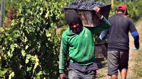 “Cooperativas vitivinícolas del mundo ante la crisis”