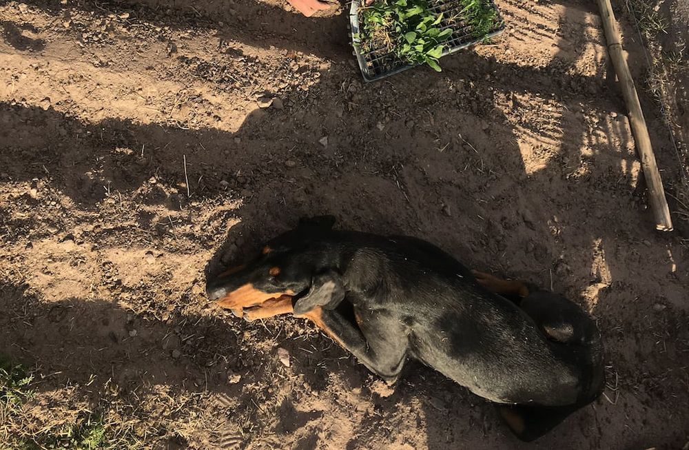 Cómo controlar las plagas en la huerta en casa