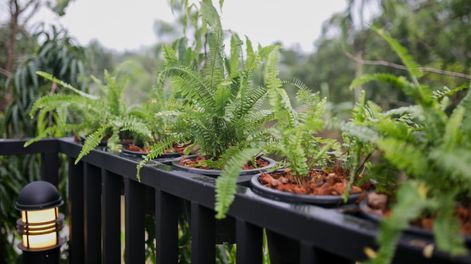 Ubicar plantas en el balcón es una forma de regular lo que entra al hogar en términos simbólicos.