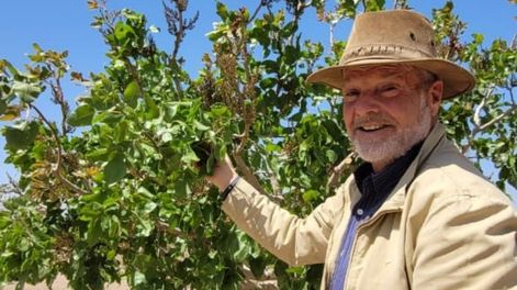 Los Andes | La curiosidad y el espíritu emprendedor de varios agricultores están potenciando la zona Este como un pequeño polo de producción de pistacho en la provincia,