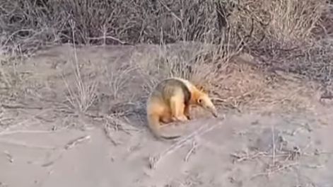 Oso hormiguero fue encontrado al sur de Las Catitas (Gentileza Enzo González)