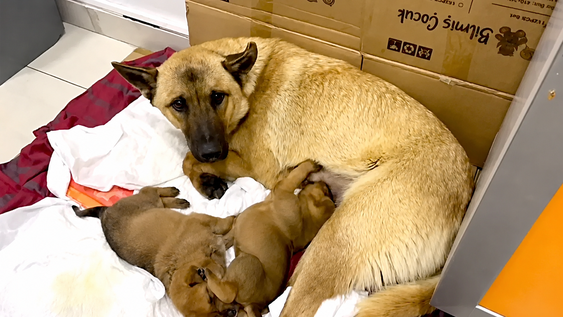 una perra callejera lleva a su cria recien nacida hasta una veterinaria para intentar salvarla