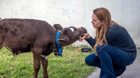 Hace ya un mes en la plataforma Marketplace vi que subieron que vendían un ternero para comerlo en las fiestas. Y me surgió la idea. Amo a los animales desde chica, tomé todos mis ahorros y al mejor postor logré comprarlo a 80 mil pesos, contó Golmar. Foto: Télam