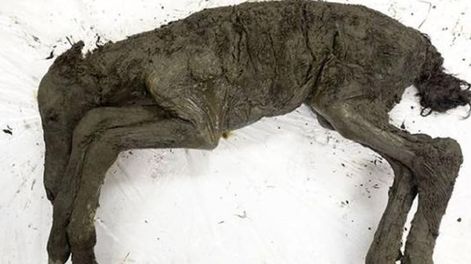 Hallaron un caballo prehistórico en perfectas condiciones y quieren clonarlo