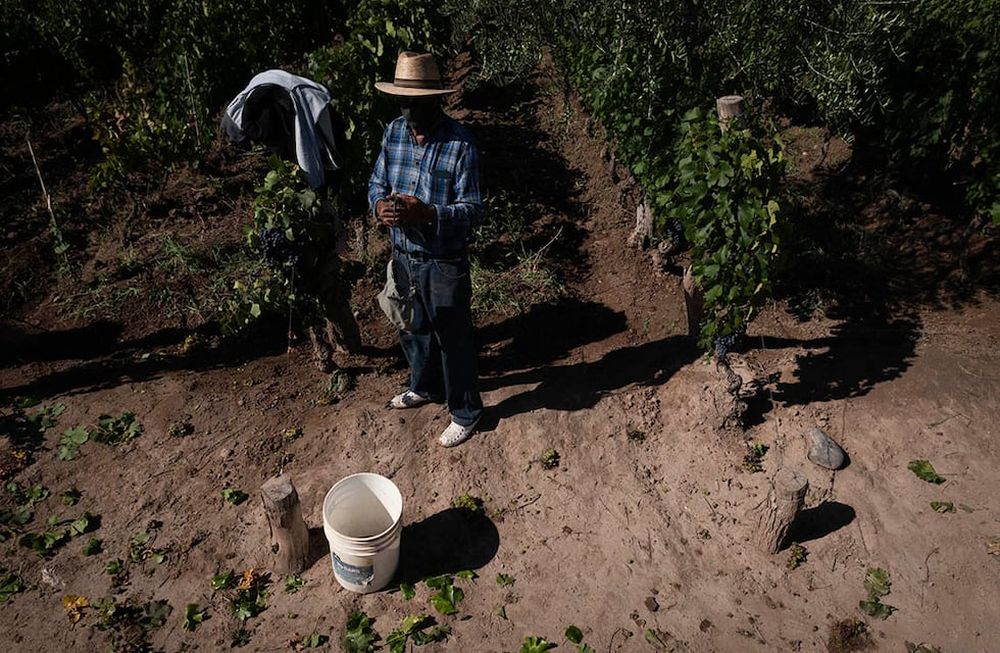 El Gobierno de Mendoza, a través del Ministerio de Economía y Energía, anunció el lanzamiento de una línea de financiamiento orientada a cubrir los gastos de cosecha, acarreo y elaboración de uva 2022. Foto: Ignacio Blanco / Los Andes