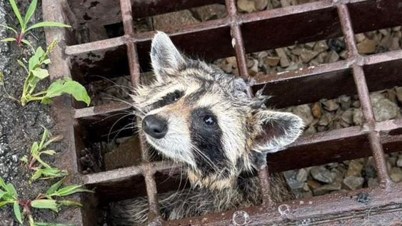 Mapache atrapado en un desagüe fluvial.