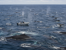 una pareja salio a navegar y quedo rodeada por 299 ballenas jorobadas: los cientificos explicaron que paso