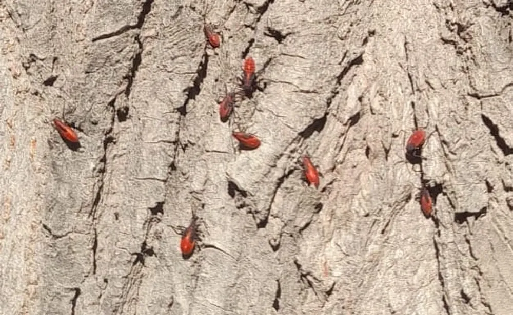 En el Este de Mendoza la plaga de la chinche del arce parece menos activa en otoño pero solo espera el calor de la primavera. (Enrique Pfaab - Los Andes)