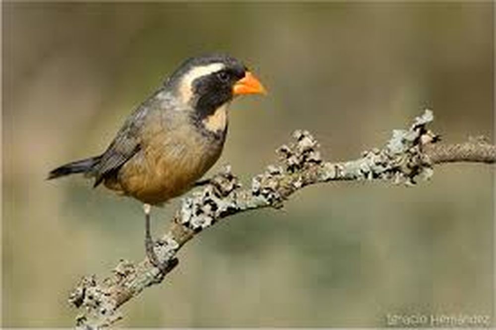 Tenencia ilegal de aves: uno de los casos más representativos en Mendoza es el del siete cuchillos o pica huesos, una especie fuertemente amenazada por la captura ilegal. &nbsp;