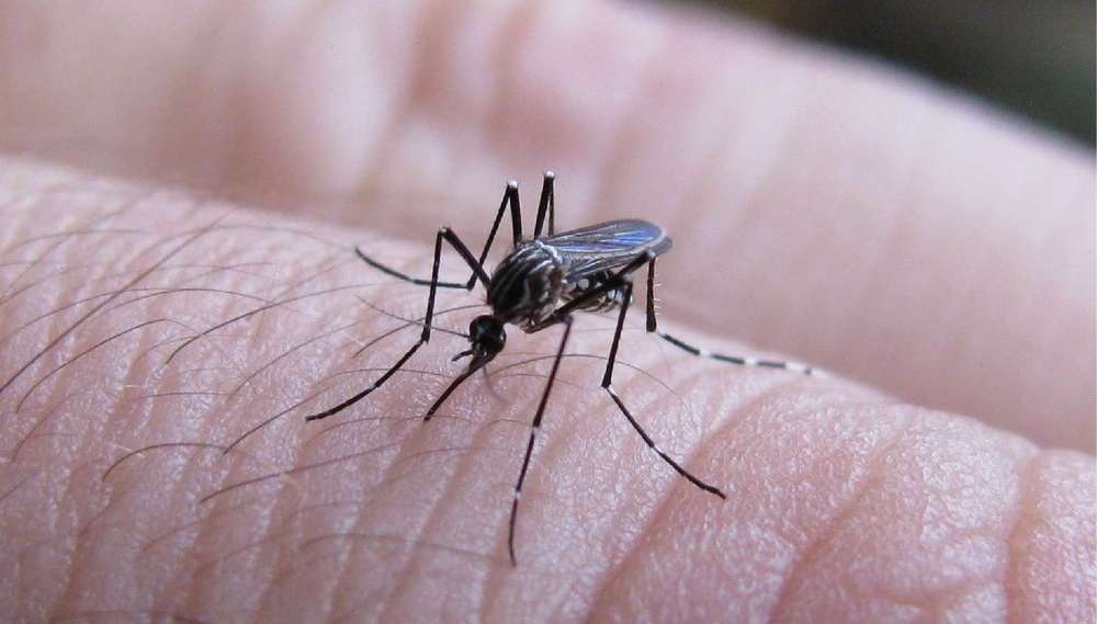 En jardín y jardinería, estas plantas protegen entradas del calor e insectos
