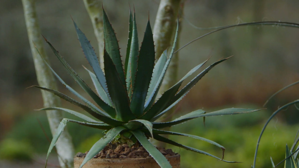 En jardín y jardinería, estas plantas prosperan en maceta con calor extremo.