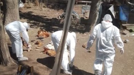 Tras reportarse nuevos casos de gripe aviar sacrificaron patos, gallinas y gansos en Puan, Buenos Aires. - Gentileza