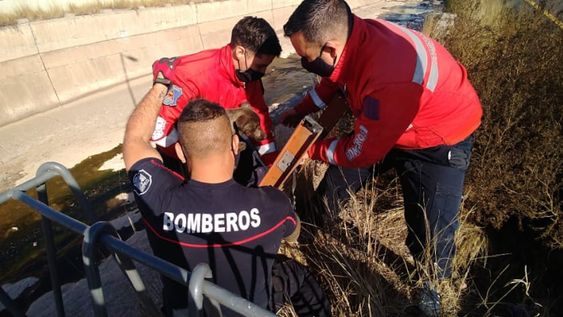 Miembros del Cuartel Central de Ciudad se hicieron presente en el Cacique Guaymallén para rescatar a un perrito callejeros. Foto: Mariana Villa / Los Andes