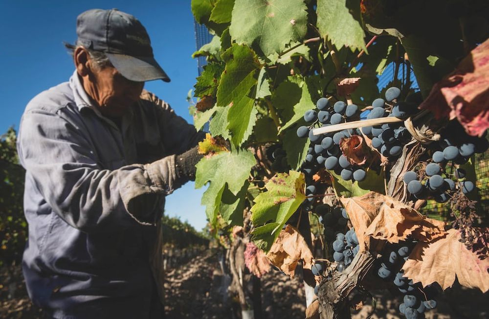 La fertilizacion es un procedimiento que se hace para dar energía a la planta y para almacenar durante el período de descanso. / Archivo