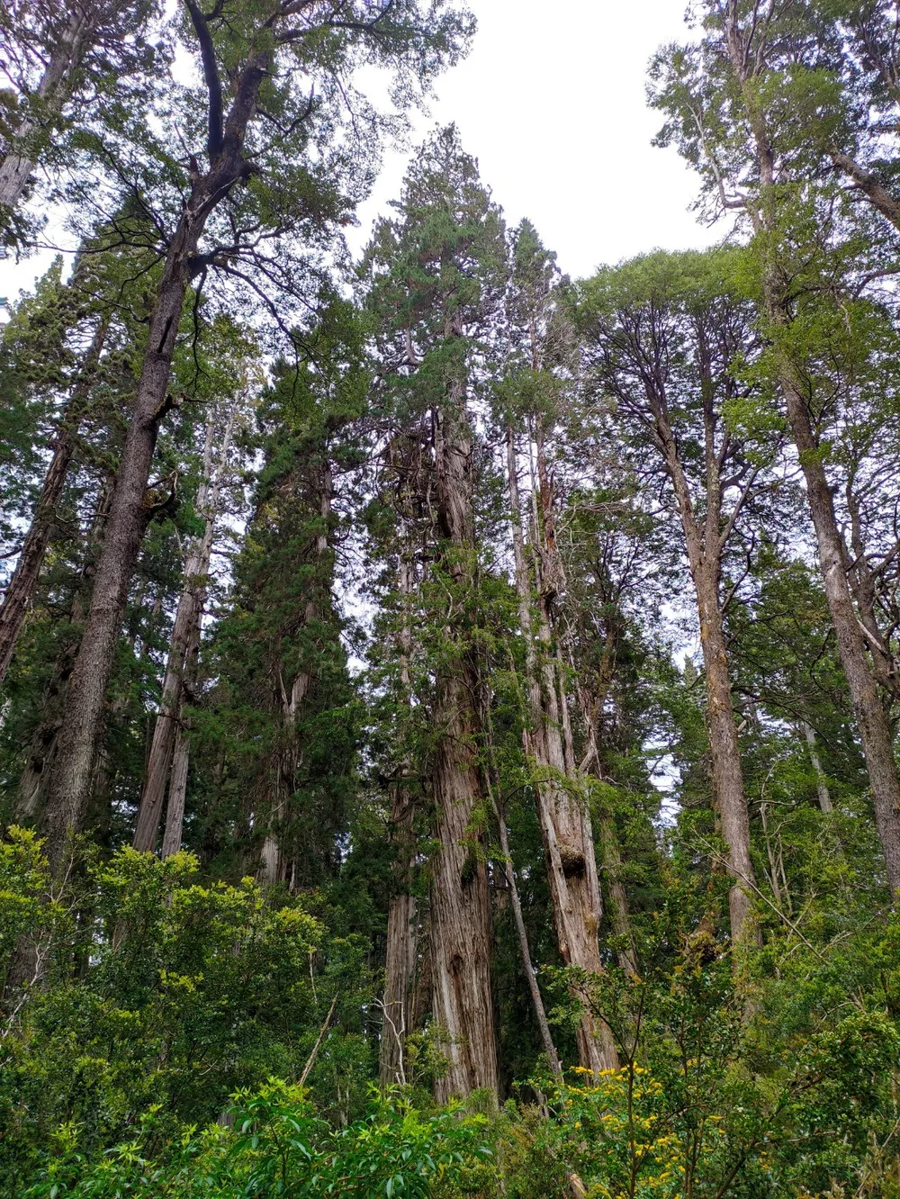 Riqueza forestal. Alerces en el brazo sur del lago Menéndez, Parque Nacional Los Alerces.