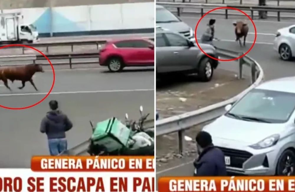El toro, desesperado y asustado, destrozó todo lo que tuvo a su paso durante su intento de escapar del camión que lo llevaba al matadero.
