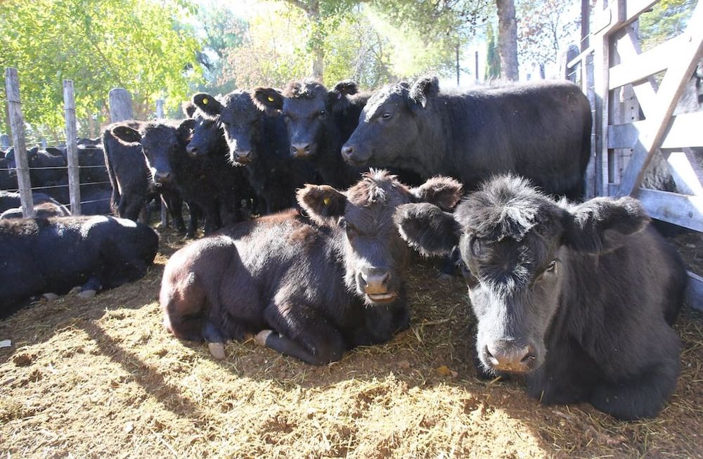 Este sábado se dará el evento central de la Fiesta de la Ganadería en General Alvear. - Foto: Gentileza