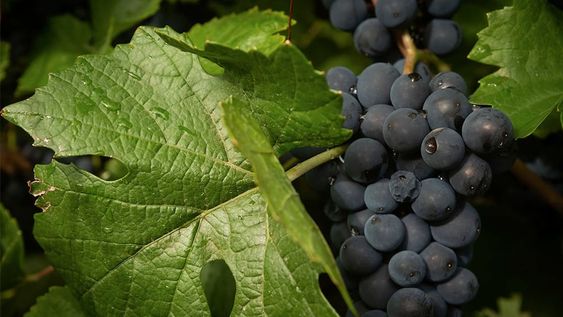 El enólogo principal de Bodegas Callia, una de tres que integran Salentein Family of Wines, habló con Los Andes acerca del potencial del vino sanjuanino, la nueva cosecha y cómo se trabaja con la alta gama. / Foto: Ignacio Blanco / Los Andes