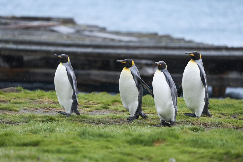 Secretos de los pingüinos: misterios, interrogantes y curiosidades de la especie que conquistó el Hemisferio Sur. Foto: Gentileza National Geographic