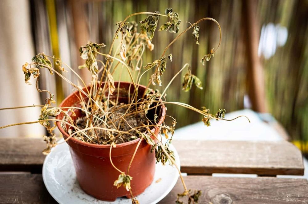 10-Reasons-Why-Your-Potted-Plant