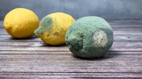 si tenes un limon con moho no lo tires, es un tesoro: es un gran aliado contra las plagas