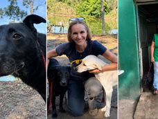 hoy es tu gran dia: el perro mas antiguo del refugio fue adoptado y su ultima caminata por el canil conmovio a todos
