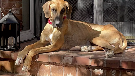 Mary es una perra de Estado Unidos que paso una situación muy compleja y de todas formas logró salvar a sus cachorros.