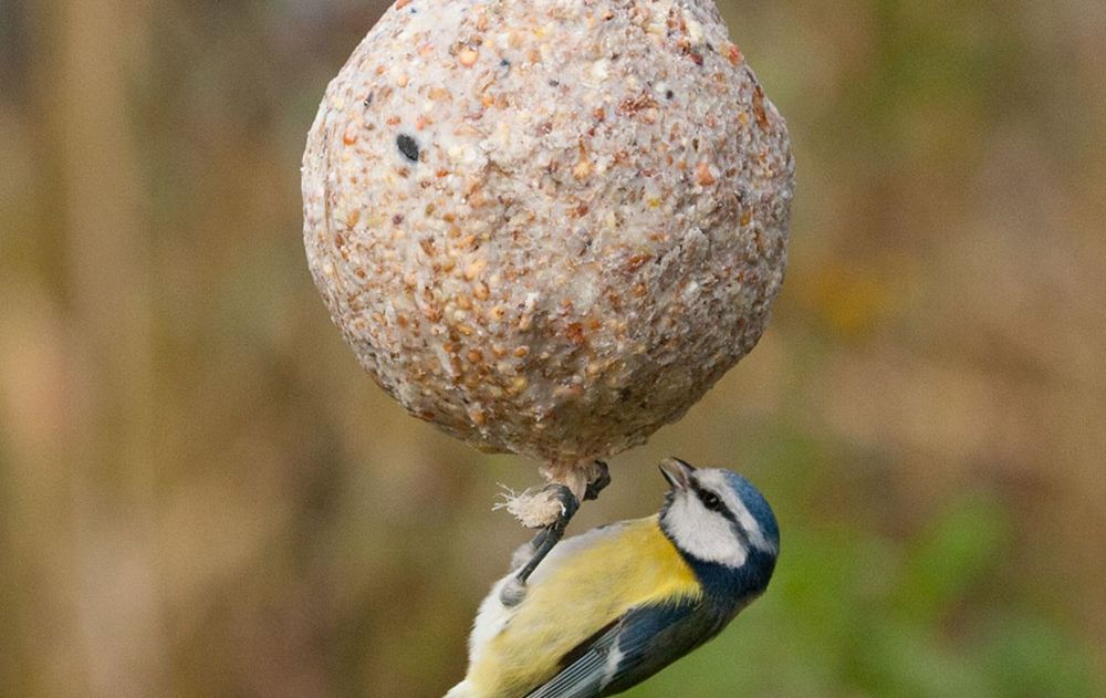 Cuidar el bienestar de estos pájaros significa ofrecer alimentos adecuados, mantener la limpieza y respetar sus comportamientos naturales.