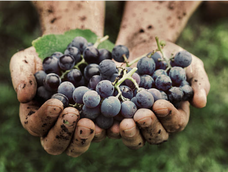 vendimia: el rito que nos vuelve comunidad vendimia: el rito que nos vuelve comunidad