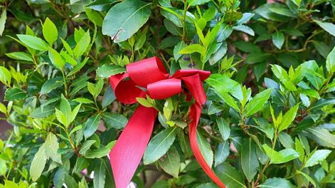 La combinación entre el árbol de laurel y la cinta roja, un poderoso ritual.