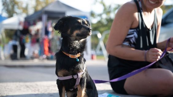 Durante octubre continuarán los servicios gratuitos de Salud Animal