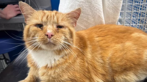 El gato Ginge fue rescatado y volvió con su familia.&nbsp;
