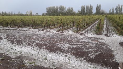 Productores del Sur mendocinos sufieron daños por el granizo dos años consecutivos