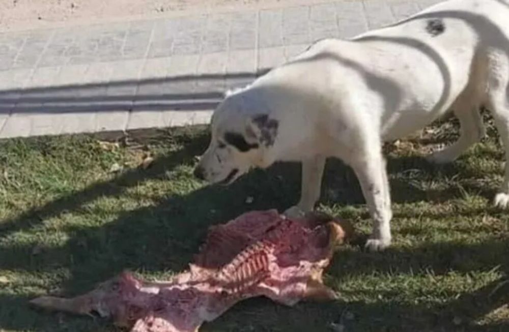 La verdadera historia de la perra que se “robó” el lechón