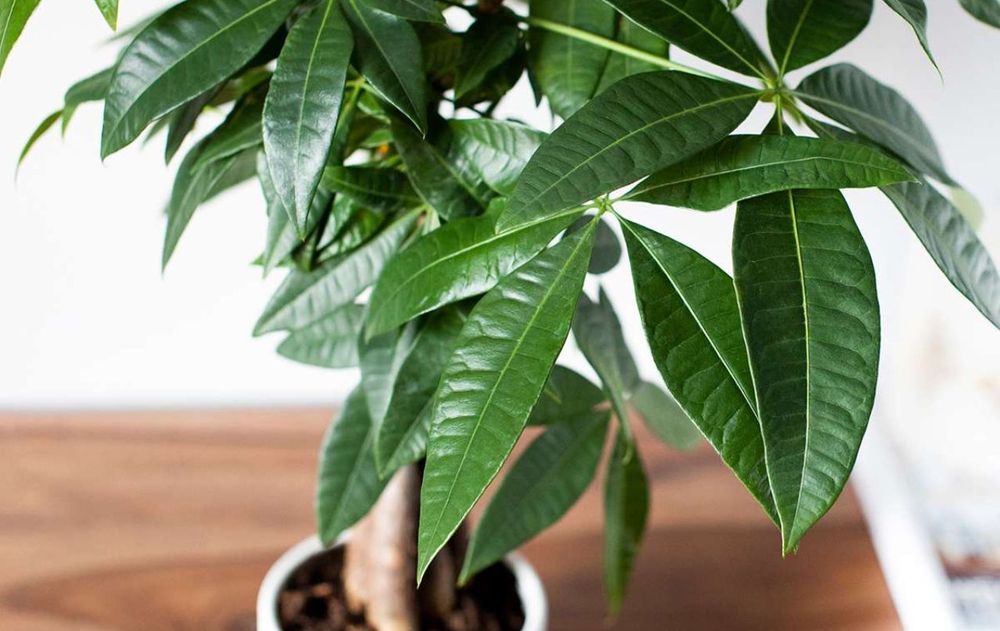 Cuidar correctamente esta planta no solo ayuda a realizar mejor la fotosíntesis, sino que contribuye a que el aspecto del ambiente siga siendo armónico y elegante.