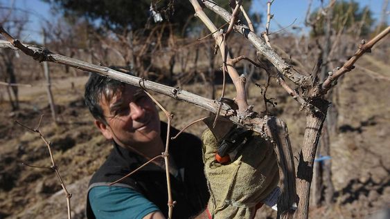 Poda, viña, viñedosEl señor Atilio, trabaja realizando la poda de sus viñedos en la finca ubicada en el departamento de San Martin- Foto: José Gutierrez /  Los Andes (Imagen ilustrativa) trabajo rural, poda de vid