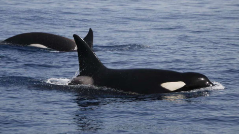 Susto en España: un velero con dos tripulantes se hundió tras chocar con un grupo de orcas