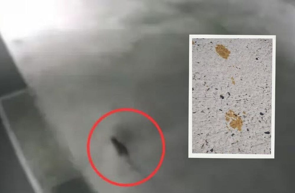 Alerta sanitaria en Japón por gato que desapareció después de caer a un tanque de productos químicos peligrosos
