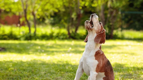5 razas de perros que no paran de ladrar por cualquier cosa.