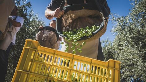 Poco desarrollo: si bien la provincia tuvo años con auge ahora San Juan y la Rioja lideran en cuanto a tecnología para cosechar y desarrollar nuevos olivares. Foto: Ignacio Blanco / Los Andes