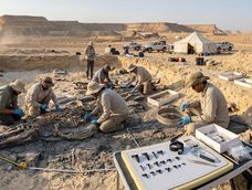 descubren un cementerio de tiburones prehistoricos en el desierto de egipto: el hallazgo que revela un oceano perdido