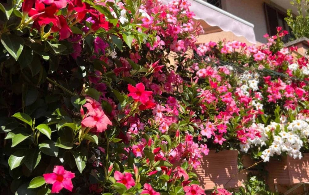 Con cuidados mínimos y una instalación sencilla, se posiciona como una de las plantas más prácticas para renovar cualquier rincón exterior.