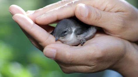 Con simples cuidados, el pájaro puede volver a su entorno sin secuelas.