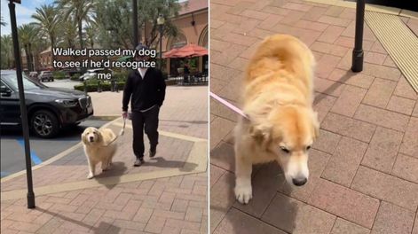 Video viral de TikTok.