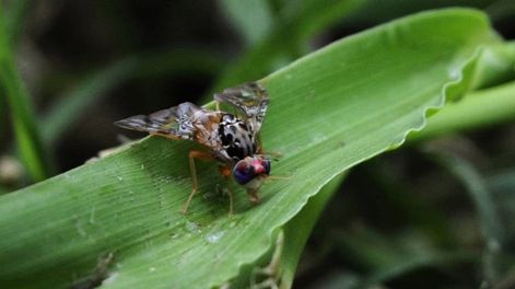 Mendoza es sede de un encuentro regional sobre mosca de los frutos, con el objetivo de compartir experiencias y avanzar en la técnica del insecto estéril para la variedad sudamericana de esta plaga