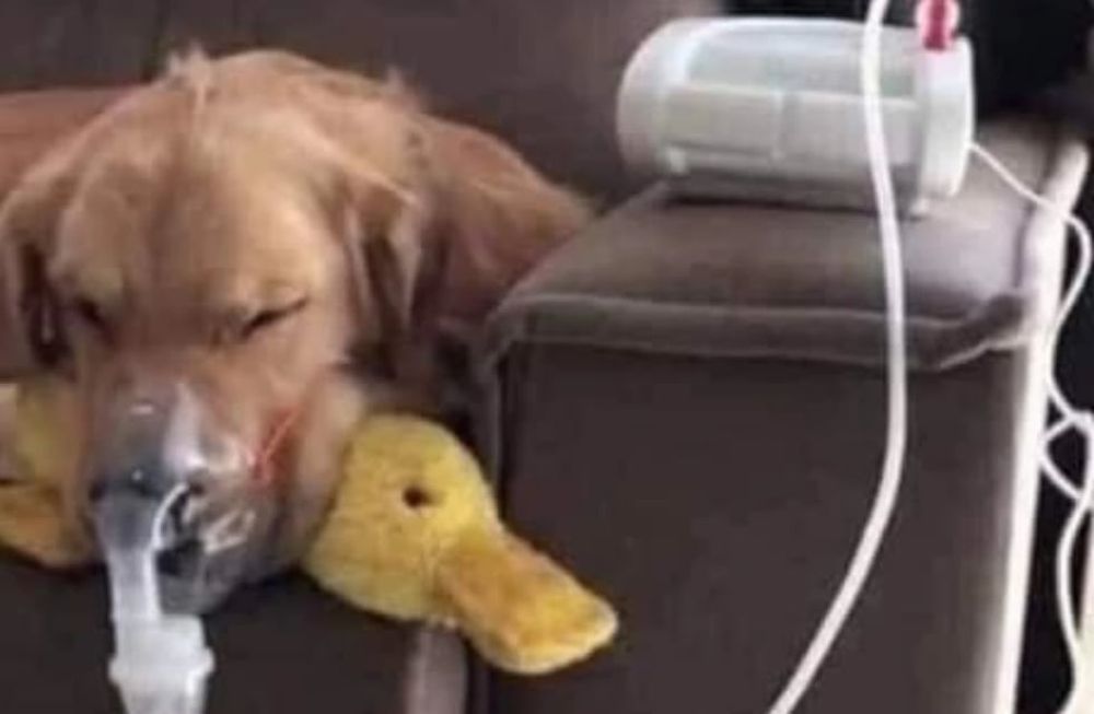 El perro sufrió golpes muy fuertes y la familia que lo adoptó logró salvarle la vida.