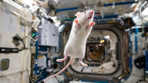 El espacio destruye los huesos: estudio de la NASA en ratones revela un alarmante deterioro