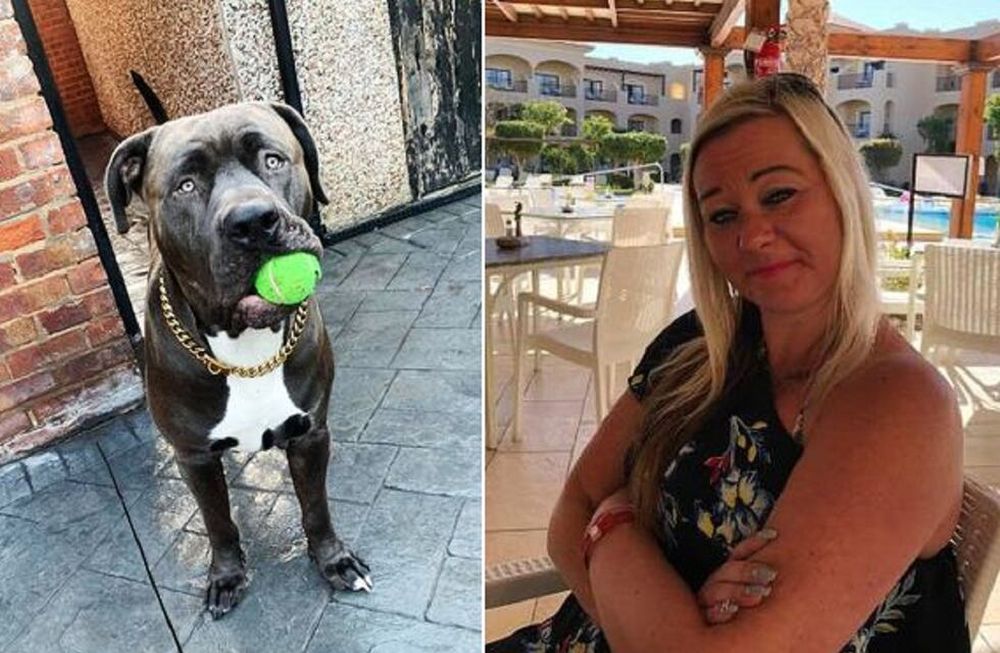 Rocco era el perro de Joanne Robinson (43), a quien mató en su propia casa (Mirror)