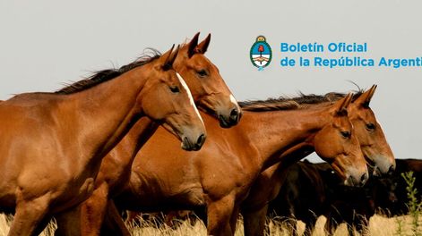 Ante el virus, las personas son hospedadores terminales y son transmitidos por vectores, principalmente mosquitos. Foto: Clarín