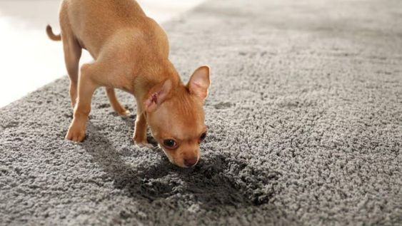 Si tu perro orinó la alfombra, no uses productos caros.